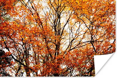 Produktbild von MuchoWow® Poster Wald - Herbst - Jahreszeiten 180x120 cm - Fotoplakat