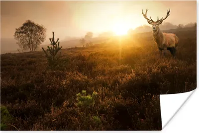 Produktbild von MuchoWow® Poster Hirsche - Nebel - Sonnenuntergang 120x80 cm - Bilder