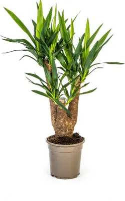 Immagine prodotto di Gigante - Yucca - Yucca Elephantipes - Pianta da appartamento - Ø21cm - Altezza