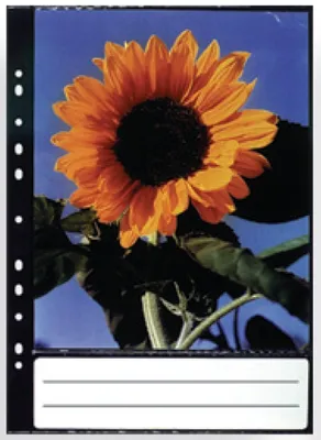 Immagine prodotto di Q81R Set Fogli Di Ricambio 10 Foto   20X25