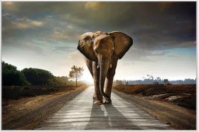 Produktbild von Wallario Wandbild Elefant bei Sonnenaufgang in Afrika, Größe: 61 x 91,50 cm, Poster mit weißem Aluminiumrahmen