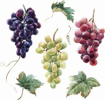 Produktbild von 20 Servietten Wine Grapes - Frische Weintrauben auf weiß 33x33cm