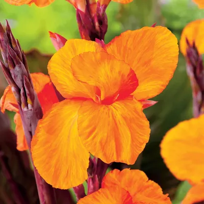 Produktbild von Canna Blüten Knolle Töpfe Garten Kanna Jivago 1 St.