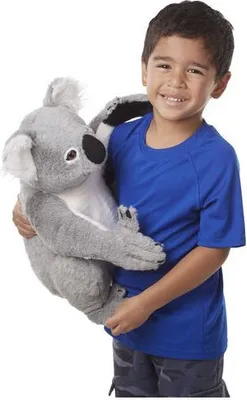 Image de Koala