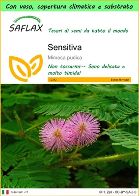 Immagine prodotto di SAFLAX Garden to go - Sensitiva - 70 semi - Mimosa