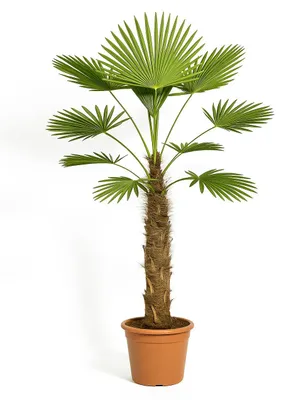 Produktbild von Wagnerpalme Trachycarpus wagnerianus 28cm Topf 130cm hoch