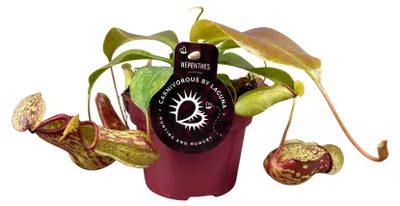 Immagine prodotto di Nepenthes Gaya - 17cm - Ø12cm - Pianta d'appartamento - Sempreverde