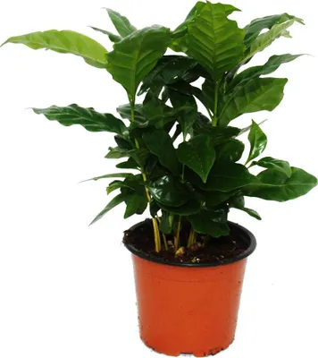 Zdjęcie produktu dla Egzotyczne serce - Roslina kawy - Coffea arabica - 1 roslina - latwa w pielegnacji - oczyszczajaca powietrze - doniczka 12 cm