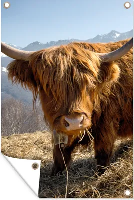 Produktbild von MuchoWow® 40x60 cm Outdoor-Poster Gartendeko Sichtschutz Garten Poster für den Garten  Schottischer Highlander - Berg - Schnee