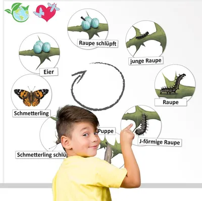 Produktbild von TimeTEX Lebenszyklus "Schmetterling", magnetisch, 16-tlg.