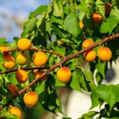 Imagen del producto de Prunus armeniaca – Árbol de albaricoque. Variedad B. Altura aproximada: 80 cm. Maceta de 5 litros