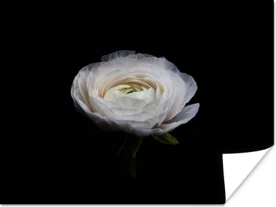 Produktbild von MuchoWow® Poster Blume - Schwarz - Weiß 160x120 cm - Foto Plakat