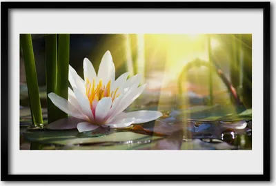 Produktbild von Bild 60x40 MDF-Rahmen Wandkunst Sun Water Lily Pond