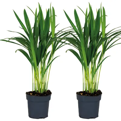 Produktbild von 2er-Set Dypsis Lutescens, Goldfruchtpalme, Palme, 20-25 cm, Topf 12 cm