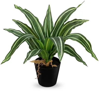 Produktbild von Kunstliche Drachenbäume in schwarz, 35 cm, für Wohnzimmer, Schlafzimmer, Bad, Küche, Hotel, Büro