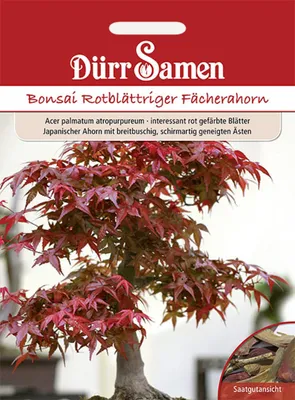 Produktbild von Bonsai Rotblättriger Fächerahorn | Bonsaisamen von Dürr Samen