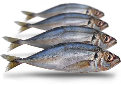 Produktbild von Köderfische Pferdemakrele Groß - Vakuumverpackt - 22-28CM - 2-3ST - Doodaas - Aasvis - Doodaas Vissen - Doodaas Set - Dood Aas Snoek -