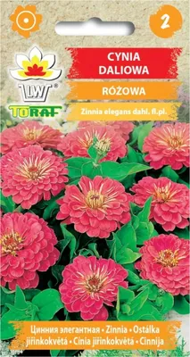 Zdjęcie produktu dla Cynia daliowa RÓŻOWA 1g