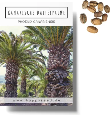 Produktbild von Kanarische Dattelpalme Samen (Phoenix canariensis) - Exotische Palme ideal geeignet als Kübelpflanze Indoor und Outdoor