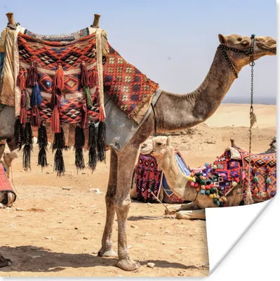 Produktbild von MuchoWow® Poster Ägypten - Wüste - Kamel 100x100 cm - Babyzimmer