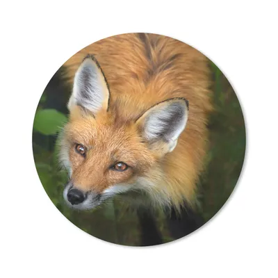 Produktbild von MuchoWow® Mauspad Mousepad Fuchs - Grün - Orange 20x20 cm - Mousepads - Maus Mat - Pad - Mausunterlage - Schreibtischmatte