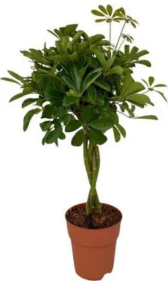 Produktbild von Strahlenaralie Schefflera Compacta Zimmerpflanze Ø19cm 80cm hoch Pflegeleicht
