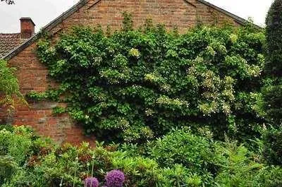 Produktbild von Hydrangea anomala 'Petiolaris' - Efeu-Hortensie 80-100 cm | Topf