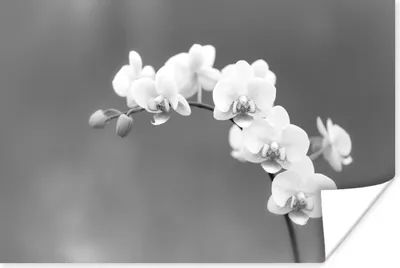 Produktbild von MuchoWow® Poster Orchidee - Blumen - Pflanze - Weiß - Lila 180x120 cm - Fotoplakat