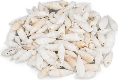 Produktbild von Cerithium vertagus, 0,5kg, ca. 3-5cm, ca. 100-120 Stk. | Deko-Schnecken