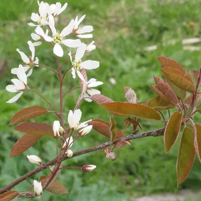 Produktbild von 2 x  Felsenbirne - Amelanchier lamarckii  | 60-80 cm in Container