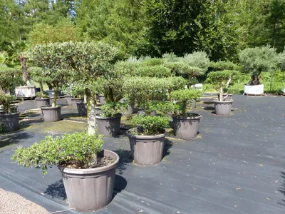Produktbild von Olivenbaum Olea Europaea als Pon Pon Angebot 130 - 180 cm Bonsai Formgehölz Gartenbonsai Formschnitt winterhart