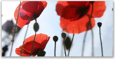 Produktbild von Acrylglasbilder 120x60 Wandbild Druck Mohnblumen Pflanzen