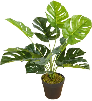 Image de Plante d'intérieur artificielle MONSTERA - env. 45 cm