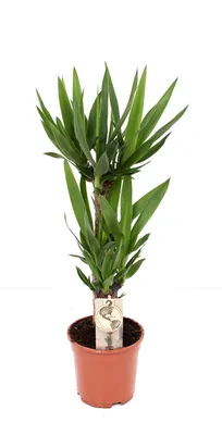 Produktbild von Hamiplant Yucca elephantipes Pflanze 90 cm XXL