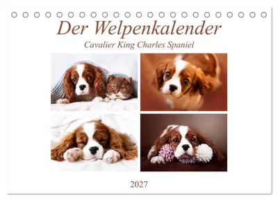 Produktbild von Der Welpenkalender - Cavalier King Charles Spaniel (Tischkalender 2027 DIN A5 quer), CALVENDO Monatskalender