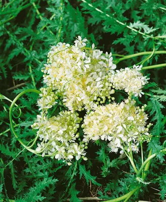 Produktbild von Filipendula vulgaris, Spierstaude, ca. 9x9 cm Topf, zartrosa Blüten