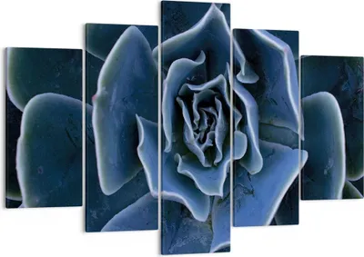 Produktbild von Bild auf Leinwand - Leinwandbild - 5 Teile - Blau Kaktus Blume - 150x100cm - Wand Bild - Wanddeko - Wandbilder - Leinwanddruck - Bilder - Wanddekoration - Leinwand bilder - Wandbild - EA150x100-5008