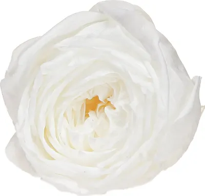 Produktbild von Infinity Rosen Weiß 6cm 6 St - Konservierte Deko Rosenköpfe, 6 Stück