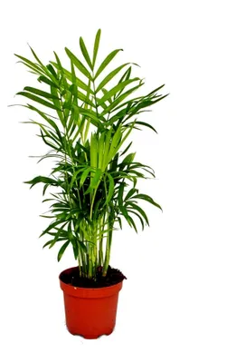 Produktbild von Exotenherz - Bergpalme - Chamaedorea elegans - 1 Pflanze - pflegeleicht - luftreinigend- 12cm Topf