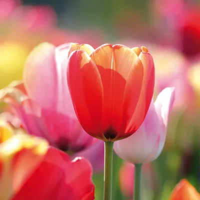 Obrázok produktu pre Kvety Art Print Obraz - Červené a ružové tulipány v poli (40 x 40 cm)