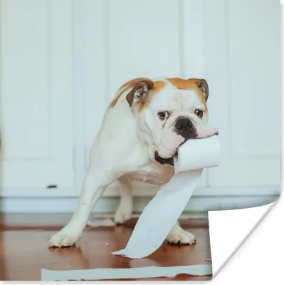 Produktbild von MuchoWow® Poster Hund spielt mit Toilettenpapier 75x75 cm - Wand Dekoration