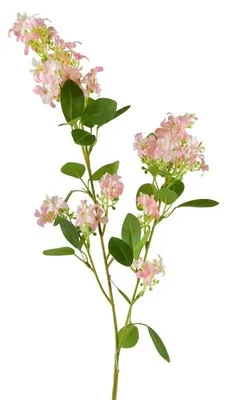 Zdjęcie produktu dla Viridis Gałązka Kwitnąca 80Cm