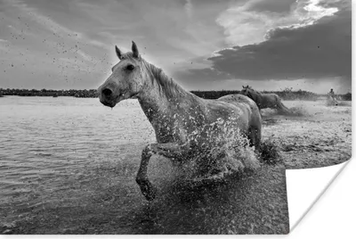 Produktbild von MuchoWow® Poster Pferd - Wasser - Tropfen 120x80 cm - Bilder