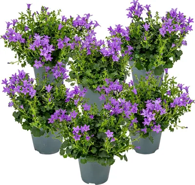 Produktbild von 6er-Set - Campanula Ambella Intense Purple - Glockenblume - Bodendecker - Gartenpflanzen - Winterhart - Tierfreundlich - 10-20 cm Hoch - Topf 10,5 cm