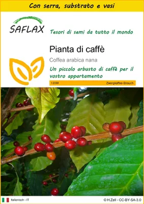 Immagine prodotto di SAFLAX Insieme di coltivazione - Pianta di caffè - 8 semi - Coffea