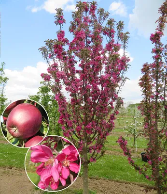 Produktbild von BALDUR Garten 1x Säulen-Apfel 'Tigawa®' , Pflanze im 3 Liter-Topf, für kleine Gärten, Balkone & Terrassen, reichtragende Spitzensorte, rotfleischige, saftige, gut haltbare Äpfel