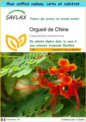 Image de SAFLAX Ensemble-cadeau - Orgueil de Chine - 10 graines - Caesalpinia
