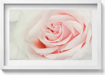 Produktbild von Nahaufnahme von Rosenblüten– Wandbild mit Rahmen – Gerahmtes Bild  – Wanddekoration – 60x40 cm –  Schwarz Rahmen