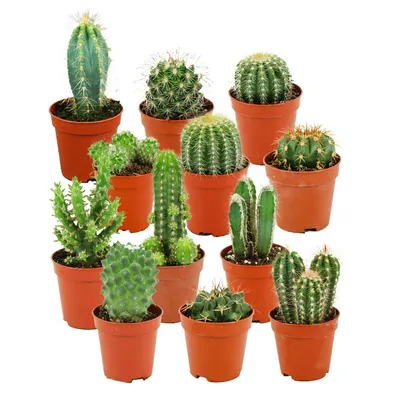 Produktbild von Zynesflora Mini Kakteen im Set - 12 Stück im 5.5 cm Pflanzentopf - Kleiner Kaktus Zimmerpflanze Sammlung - Höhe: 5-10 cm
