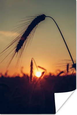 Produktbild von MuchoWow® Poster Gras - Herbst - Sonnenuntergang - Jahreszeiten - Landschaft 80x120 cm - Papierdruck